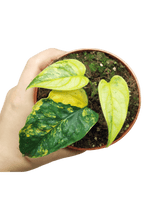 Monstera Siltepecana Aurea